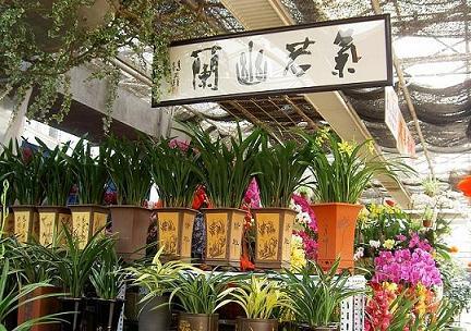 兰花店铺起名大全（兰花店铺装修图）