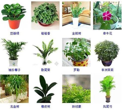 绿植起名名字大全女士（绿植名字寓意大全）