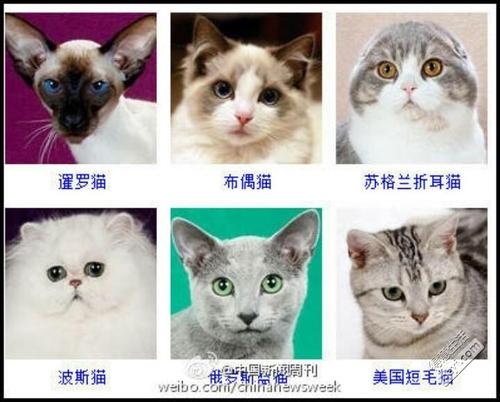 小猫宝宝起名字大全（小猫取名洋气）