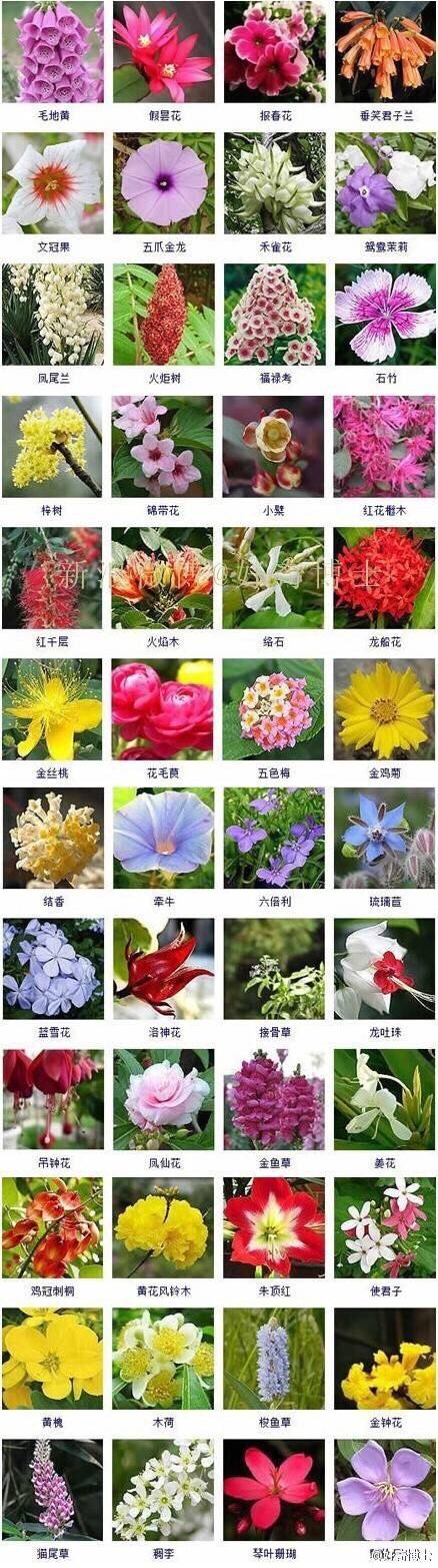 宝宝花式起名字大全（婴儿花名）