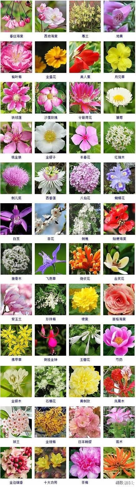 宝宝花式起名字大全（婴儿花名）