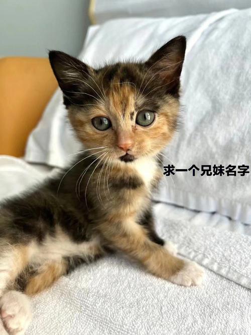 给猫猫起名母猫名字大全（给猫猫起名母猫名字大全两个字）