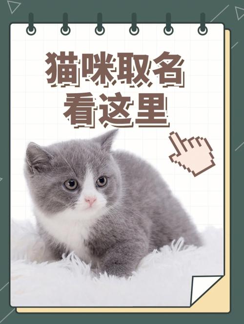 宠物起名字大全猫咪名字（宠物起名字大全猫咪名字怎么起）