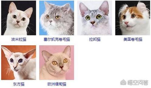 宠物起名字大全猫咪名字（宠物起名字大全猫咪名字怎么起）