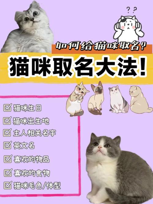 给小猫宝宝起名字（给小猫宝宝起名字大全）