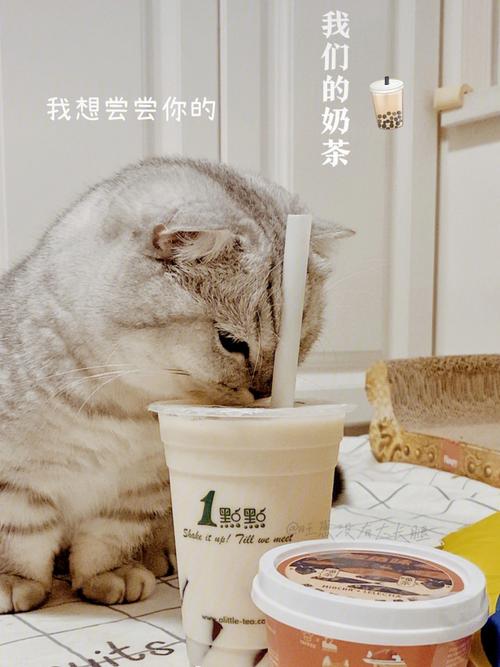 猫咪起名奶茶名字大全集（猫咪奶茶店奶茶配方）