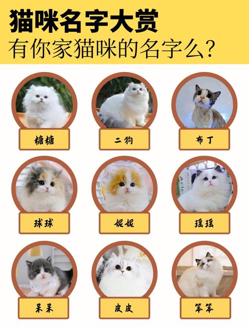 猫咪起名思路的名字大全（猫咪起名最常用的名字）