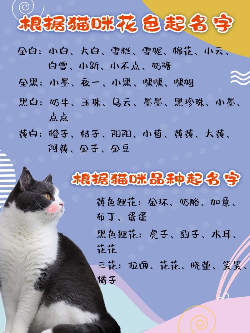 小猫起名勇敢的名字大全（小猫起名可爱）