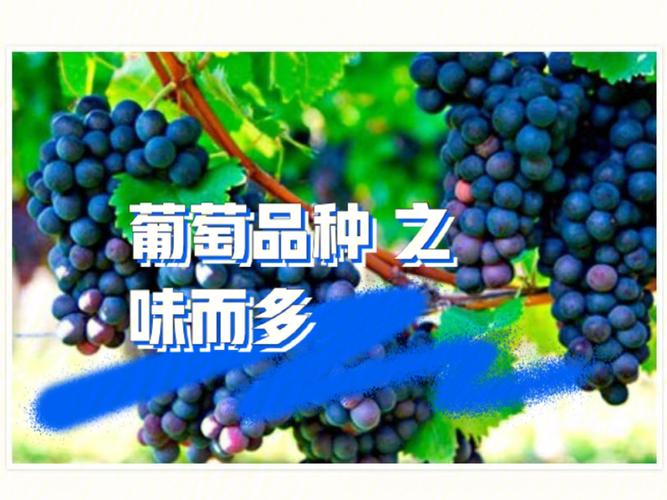 葡萄有限公司怎么样起名字（葡萄有限公司怎么样起名字呢）