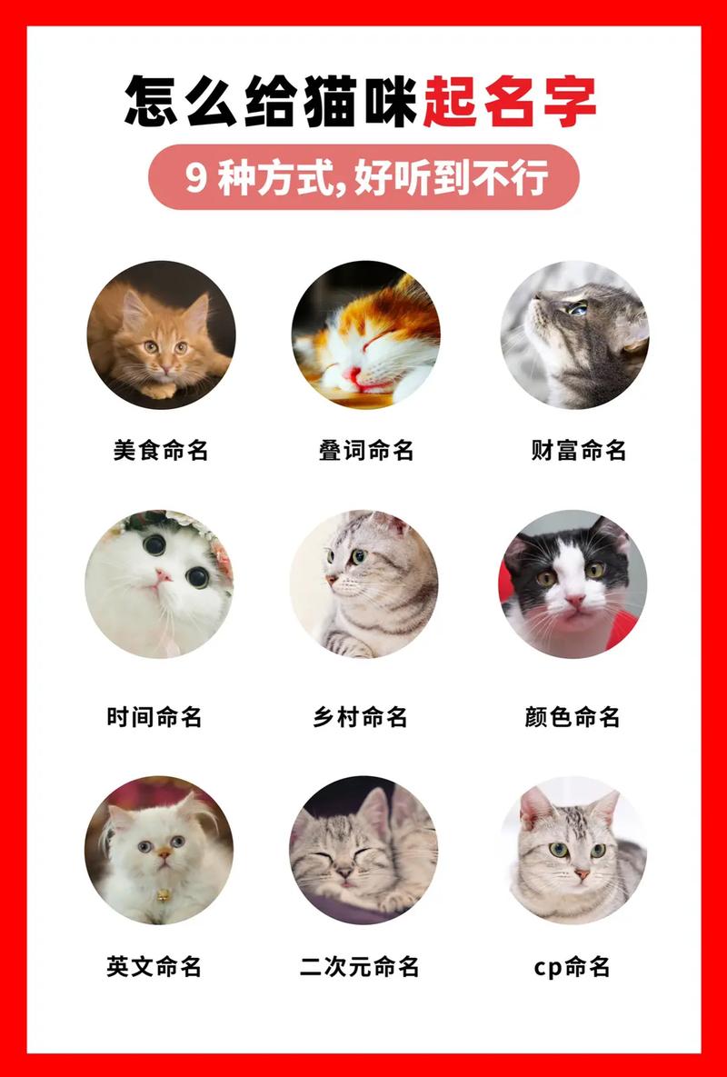 小猫起名奇葩名字大全集（小猫起名奇葩名字大全集四个字）