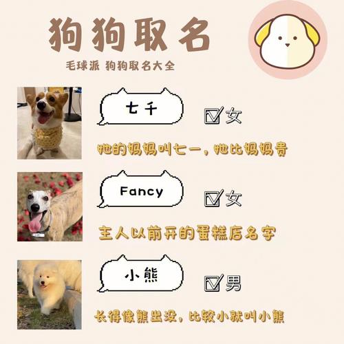 狗狗饮料起名字大全（给狗狗取名奶茶）