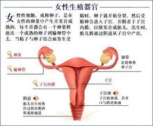 女生殖器官实图_