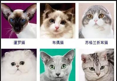 猫咪的品种_猫咪的品种有哪些