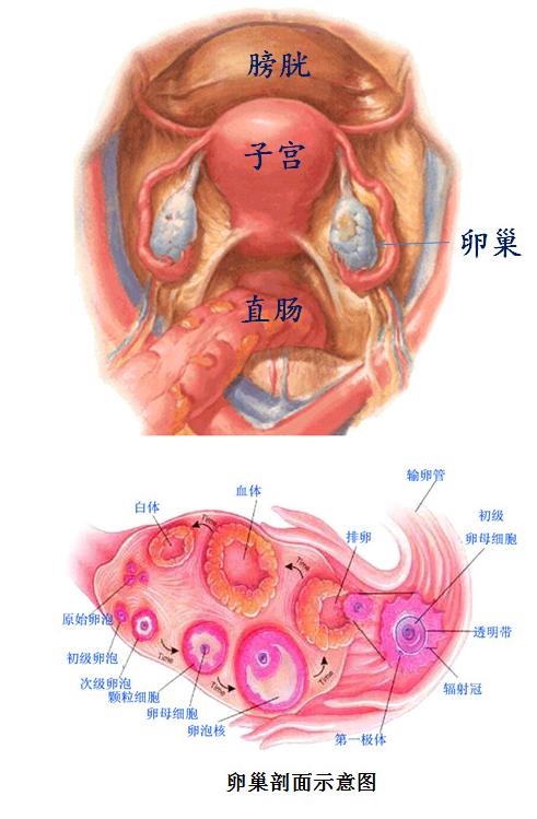 女性生殖器图片_女性生理构造结构图外观图片