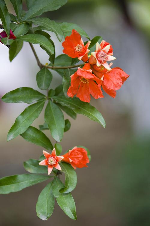 石榴花图片_石榴花图片大全大图高清图片欣赏