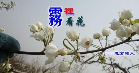 雾里看花什么意思_雾里看花什么意思?