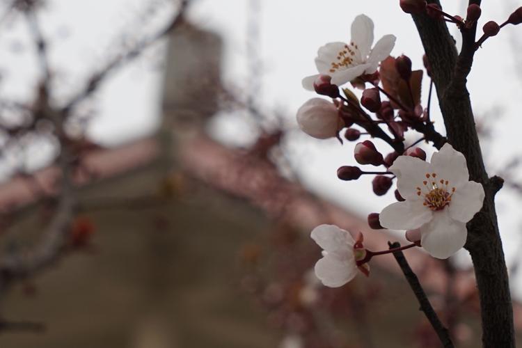 雾里看花什么意思_雾里看花什么意思?