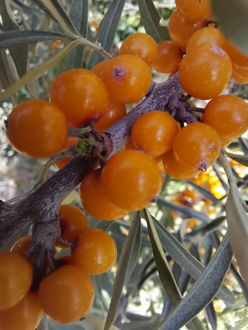 累累的意思_果实累累的意思