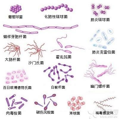 常见细菌名称大全_常见细菌名称大全有图