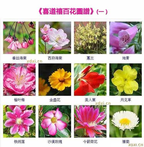 百花名称大全_百花名称大全和图片