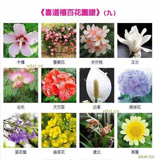 百花名称大全_百花名称大全和图片