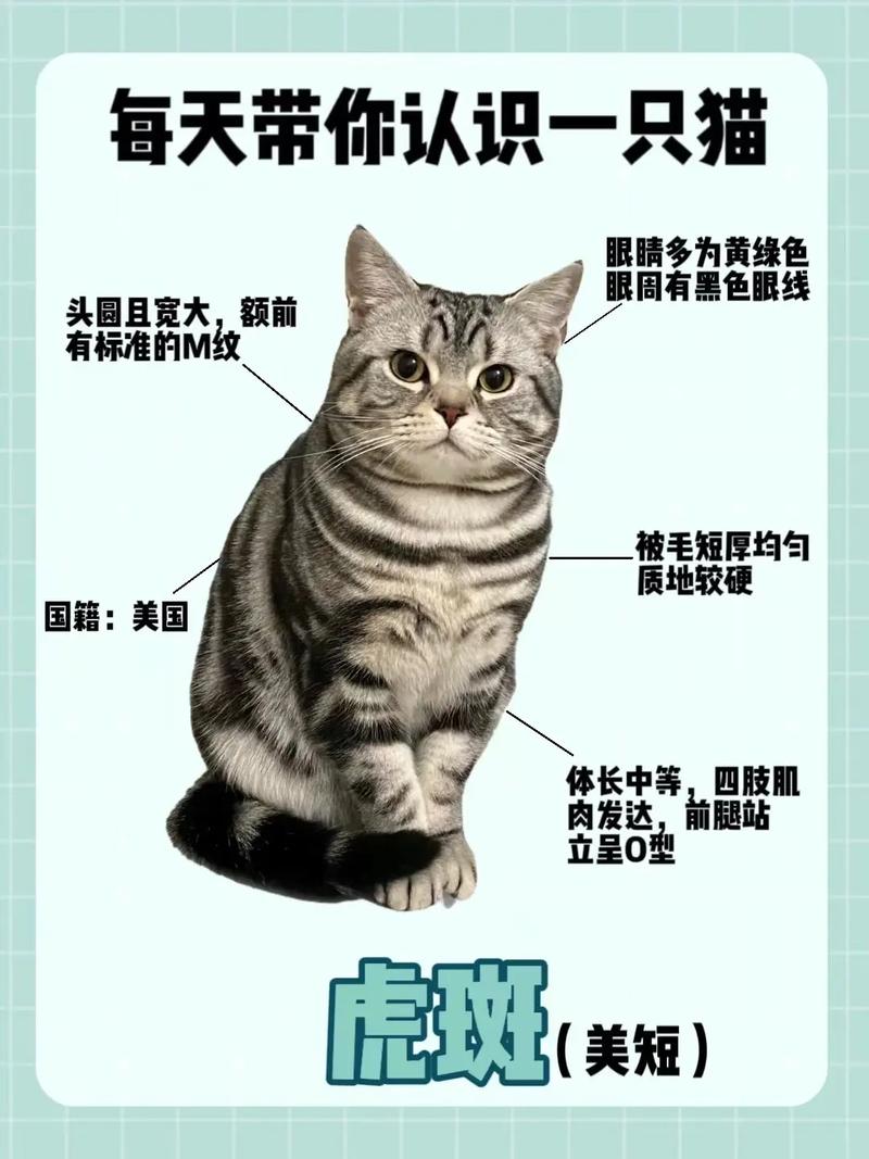 虎斑猫名字大全洋气的_虎斑猫名字大全洋气的公猫