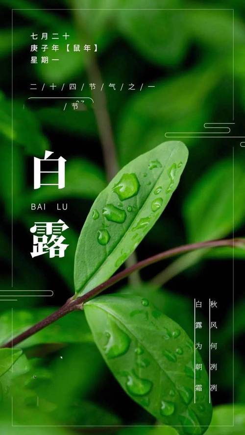 白露出生取名_白露出生取名字