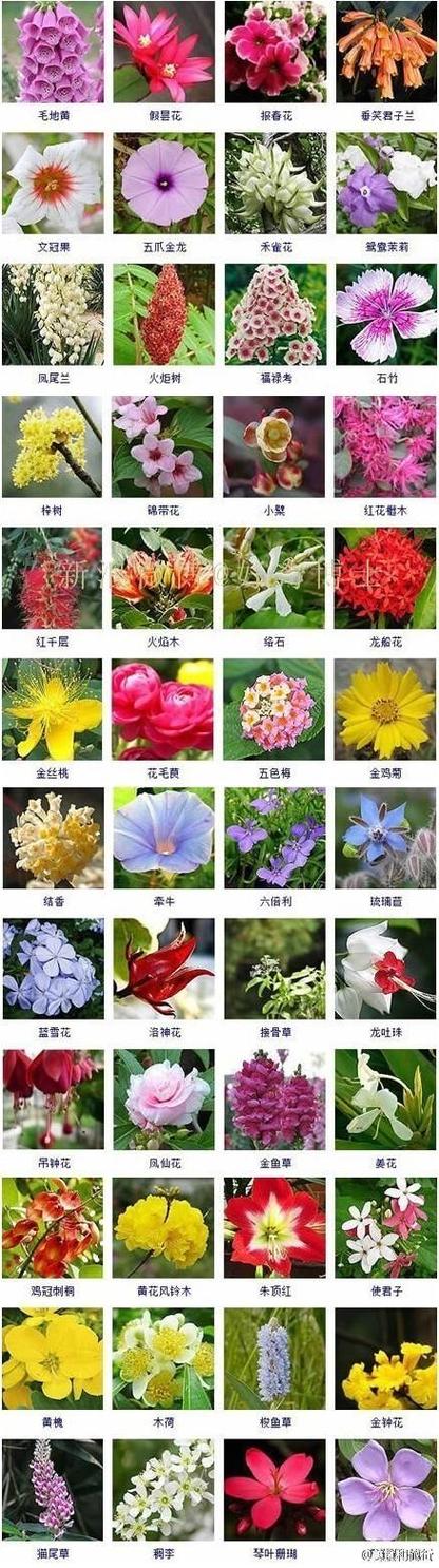 2个字花名大全_2个字花名大全及花语及寓意