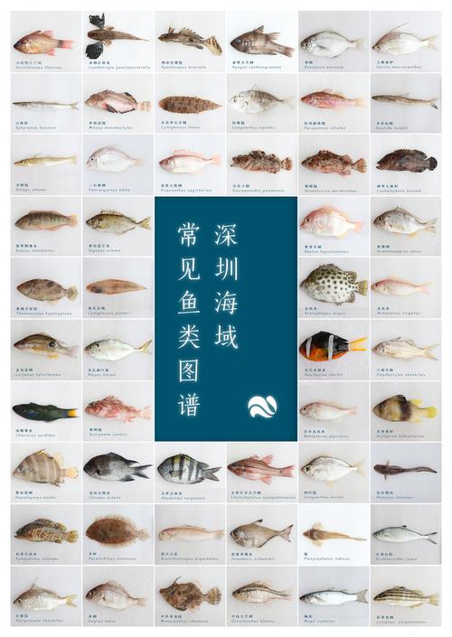 海鱼的品种大全及名字_海鱼的品种大全及名字图片