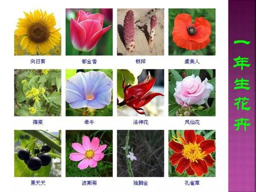 3个字花名大全_3个字花名大全图片