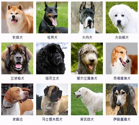 各种牧羊犬及名字大全_牧羊犬名称