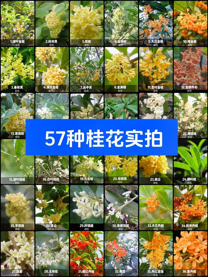 桂花品种名称大全_桂花品种名称大全图解