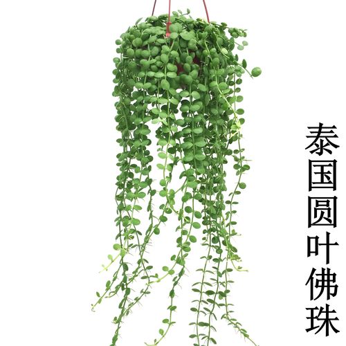 吊兰多肉店铺起名大全（吊兰多肉植物）