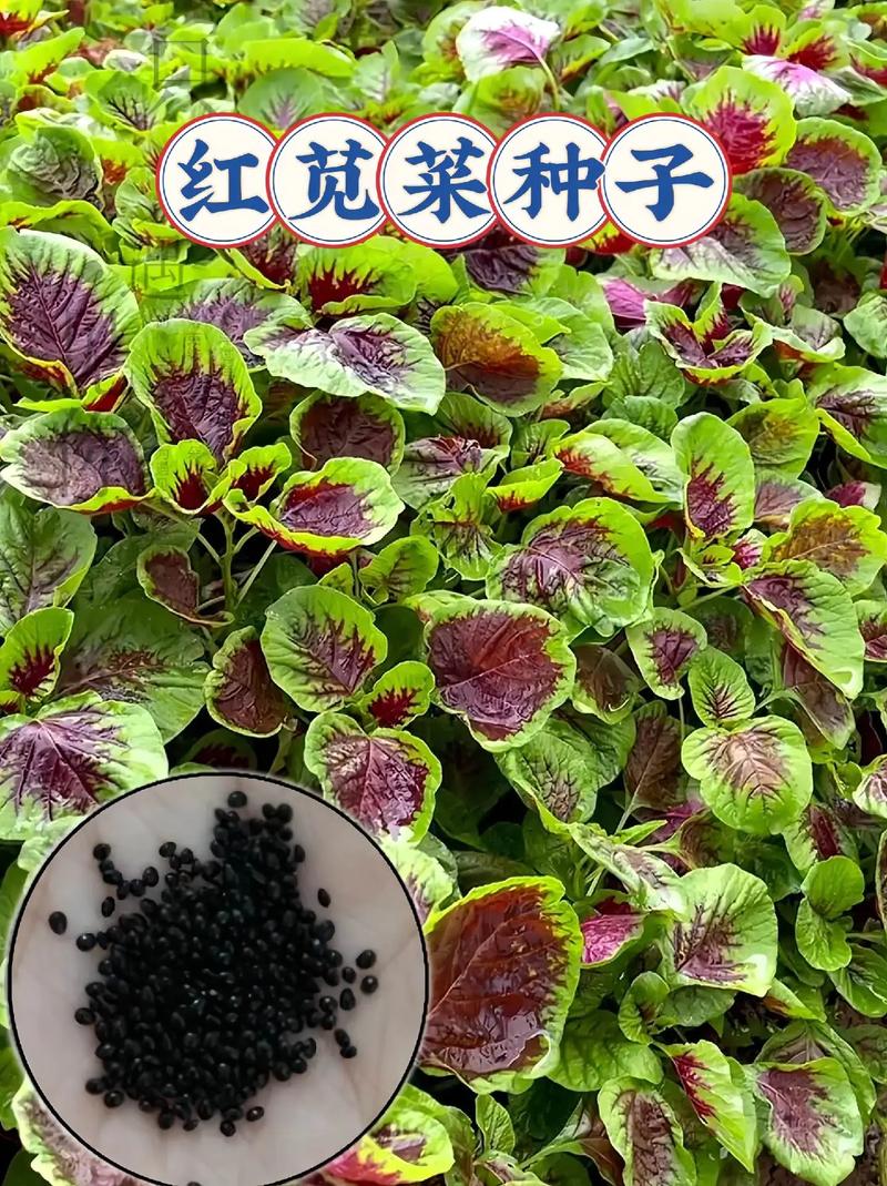 苋菜怎么起名字大全（苋菜怎么起名字大全四个字）