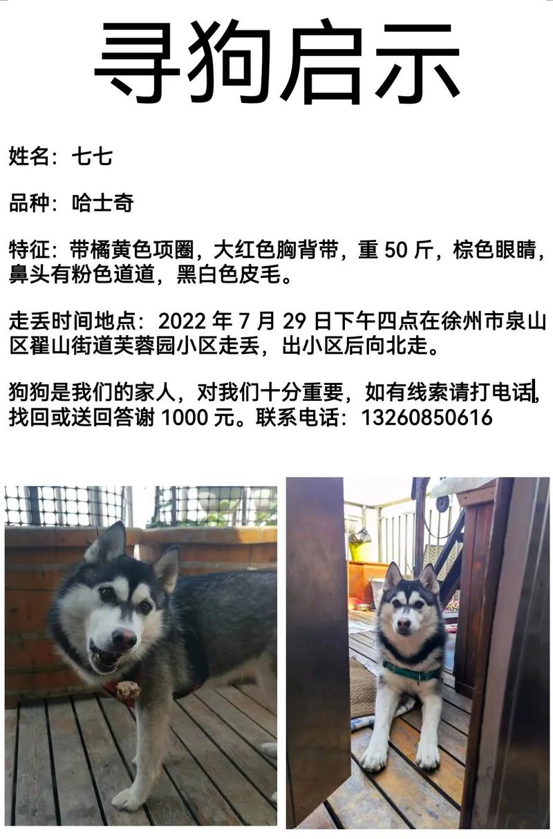 女哈士奇幼犬起名字大全_女哈士奇幼犬起名字大全四个字