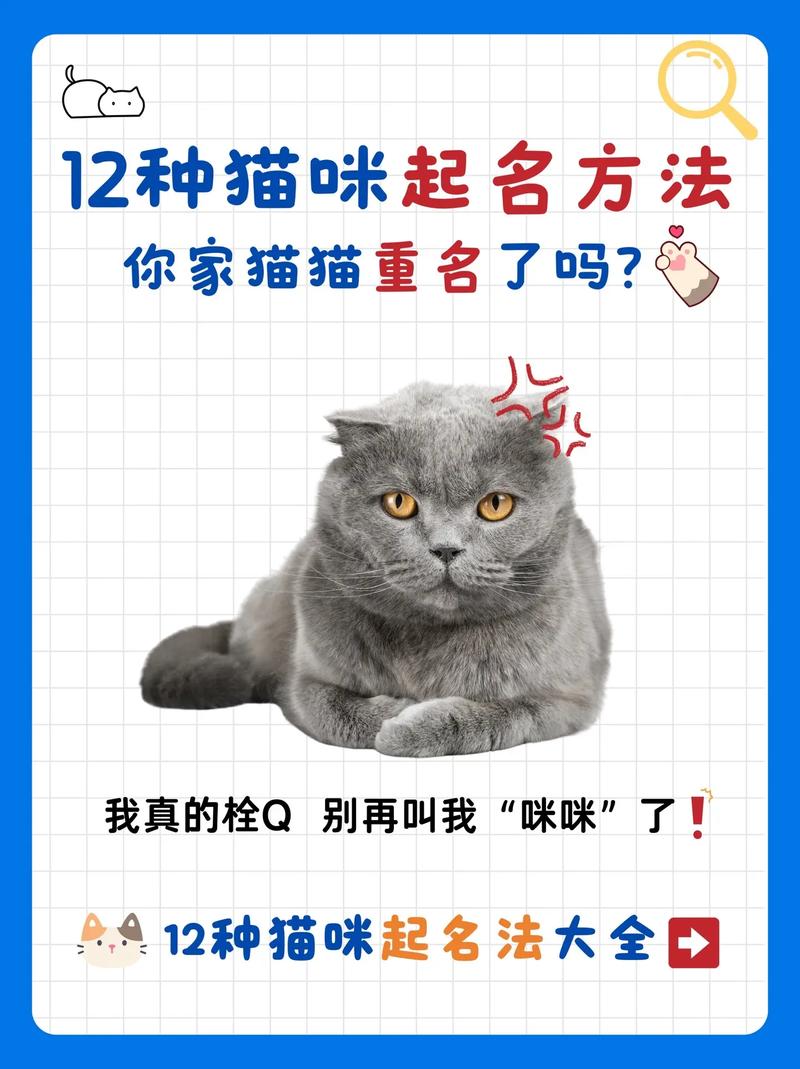 用电影名起名的猫名字大全_用电影名起名的猫名字大全集